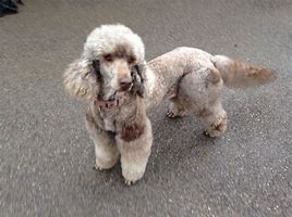 Image result for Stray Poodle