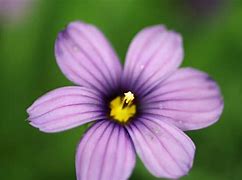 Image result for Sisyrinchium Sapphire