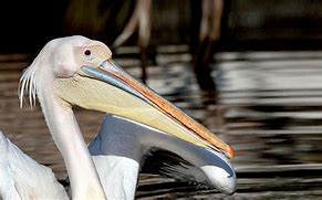 Image result for Pelican Furless