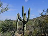 Image result for saguaro cactus arizona