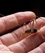 Image result for Cave Cricket Spider