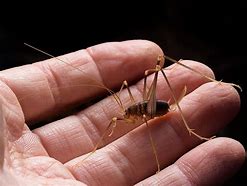 Image result for Cave Cricket