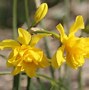 Image result for Narcissus x odorus Plenus