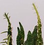 Image result for Plant Week