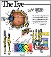 Image result for Rods and Cones in Eye Diagram