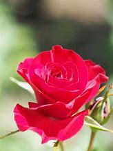 Image result for Rosa Wettra