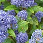 Image result for California Lilac Care