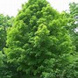 Image result for Sugar Maple