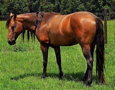 Image result for Florida Cracker Horse