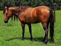 Image result for Florida Cracker Horse Grullo