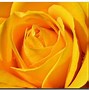 Image result for Beautiful Yellow Rose Artificial Intelligence Wallpaper