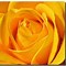 Image result for Beautiful Yellow Rose Flowers Wallpaper