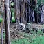 Image result for Vines Hanging From Trees