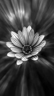 Image result for Black and White Floral iPhone Wallpaper