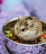 Image result for Chinese Dwarf Hamster Cage