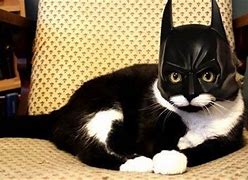 Image result for Cat Hat Bat