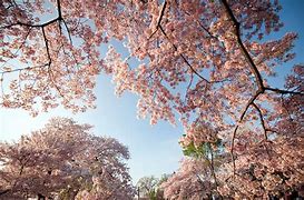 Image result for Nagano Cherry Blossom