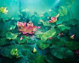 Image result for Lotus Blossom Art