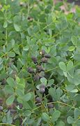 Image result for Baptisia Dutch Chocolate