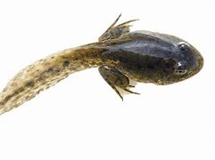 Image result for Tadpole Shrimp No Background