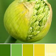 Image result for Green Pod Color