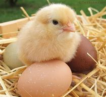 Image result for Baby Chicken with Phone