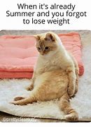 Image result for Fat Boss Cat Meme