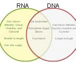 Image result for DNA vs RNA Venn Diagram