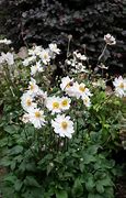 Image result for Anemone Snow Angel