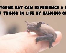 Image result for Bat Puns