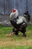 Image result for Dark Brahma Chicken Breed