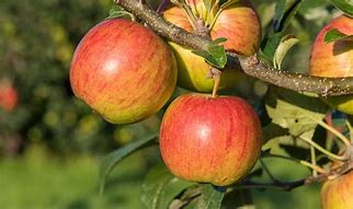 Image result for Wine Glass Pruned Apple Tree
