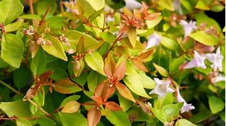 Image result for Abelia grandiflora CARAMEL CHARM