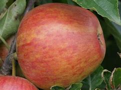 Image result for Jupiter Apple Size