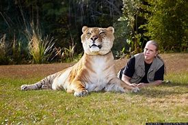 Image result for Largest Cat Ever