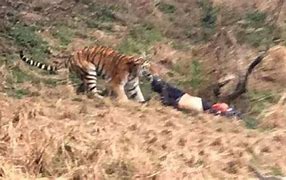 Image result for Man Attacked by Tiger in a China Zoo