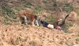 Image result for Zhang Tiger Death