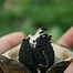 Image result for Vine with Milkweed Like Pods in North Carolina