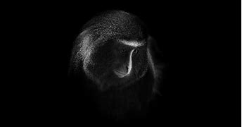 Image result for Dark 8K Animals