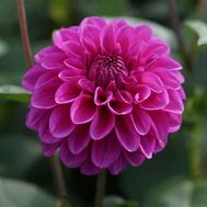 Image result for Dahlia Purple Fox