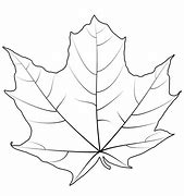 Image result for Japanese Maple Leaves Vector Png