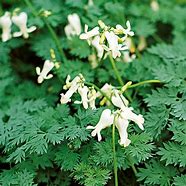 Image result for Dicentra Ivory Hearts