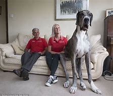 Image result for Tall Great Dane