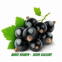 Ribes nigrum Black Reward に対する画像結果