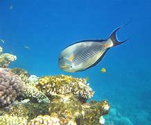 Image result for Red Sea Underwater