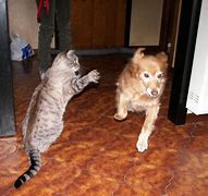 Image result for Cat Attack Funny