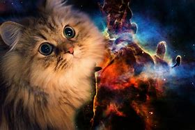 Image result for Floating Galaxy Cats