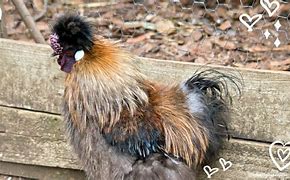 Image result for Partridge Color Silkie Chicken