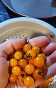 Image result for Small Tomatoes