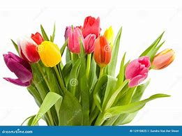 Image result for Dutch Tulips Bouquet